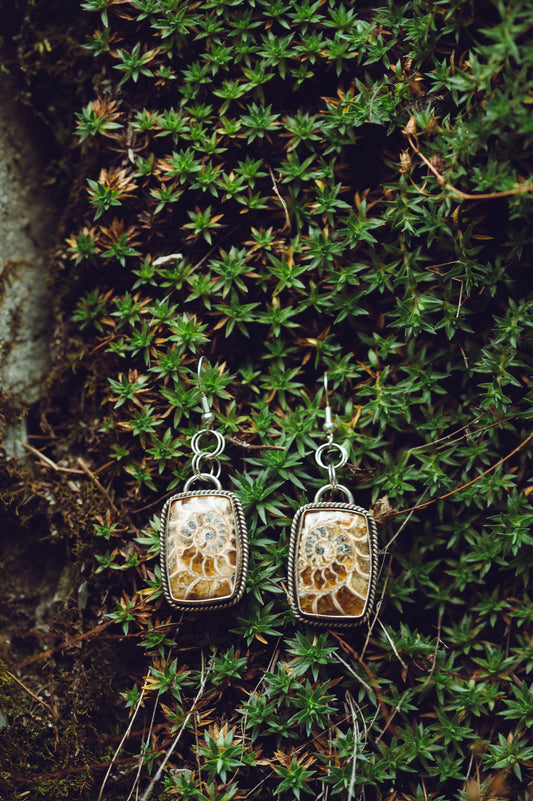 fossilized ammonite shell earrings